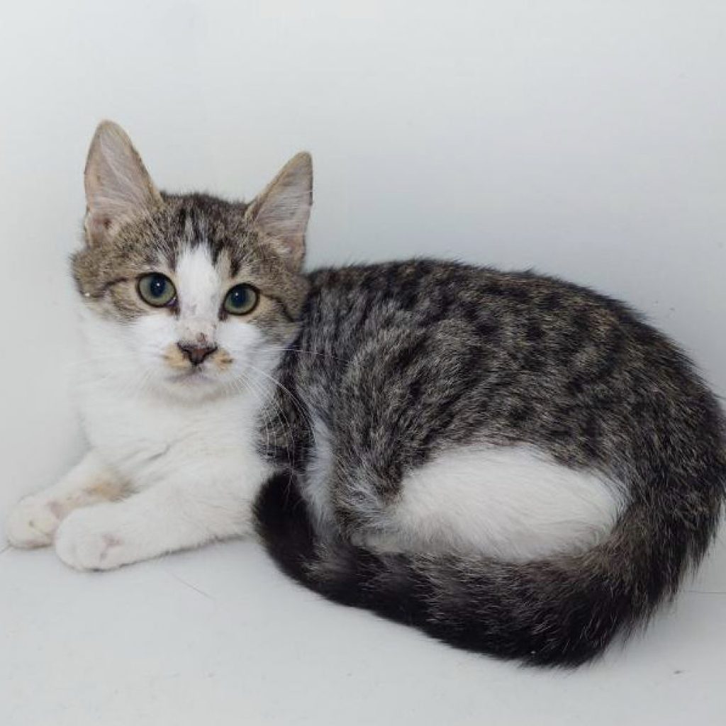 Male kitten lying down